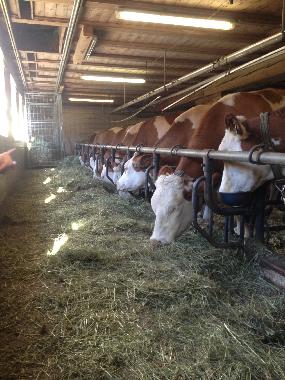 Chalet in Mariapfarr (Lungau) oder Ferienwohnung oder Ferienhaus