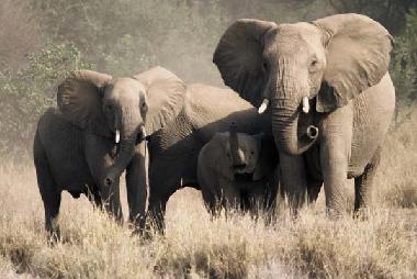 Ferienhaus in Phalaborwa (Northern Province) oder Ferienwohnung oder Ferienhaus