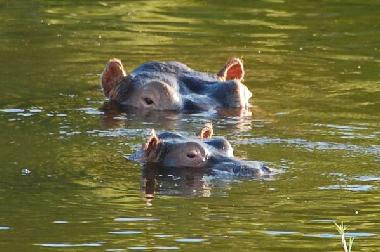 Ferienhaus in Phalaborwa (Northern Province) oder Ferienwohnung oder Ferienhaus