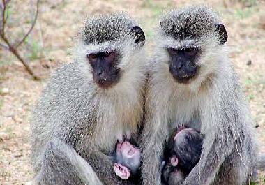 Ferienhaus in Phalaborwa (Northern Province) oder Ferienwohnung oder Ferienhaus