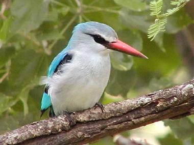 Ferienhaus in Phalaborwa (Northern Province) oder Ferienwohnung oder Ferienhaus