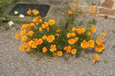 Ferienhaus in plounevez moedec (C�tes-d'Armor) oder Ferienwohnung oder Ferienhaus