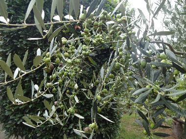Ferienhaus in cisano sul neva (Savona) oder Ferienwohnung oder Ferienhaus