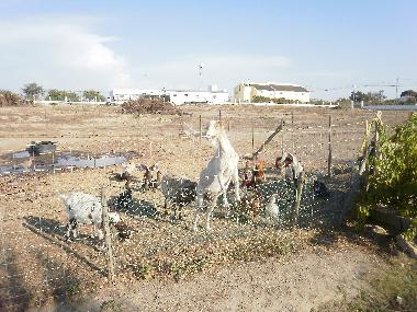 Ferienhaus in Palmela (Pen�nsula de Set�bal) oder Ferienwohnung oder Ferienhaus