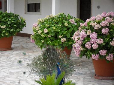 Pension in Fernao Ferro, Seixal (Pen�nsula de Set�bal) oder Ferienwohnung oder Ferienhaus