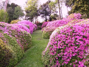 Ferienwohnung in Griante Cadenabbia (Como) oder Ferienwohnung oder Ferienhaus