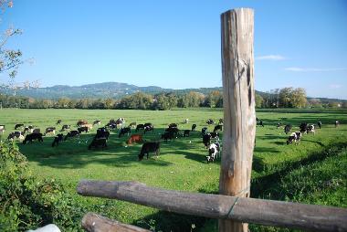 Pension in Lucca (Lucca) oder Ferienwohnung oder Ferienhaus