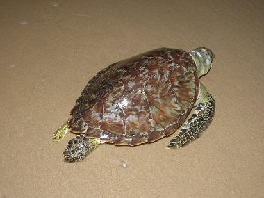 Villa in CANOA QUEBRADA (Ceara) oder Ferienwohnung oder Ferienhaus