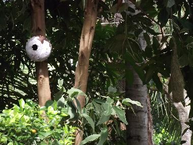 Villa in Panadura (Colombo) oder Ferienwohnung oder Ferienhaus