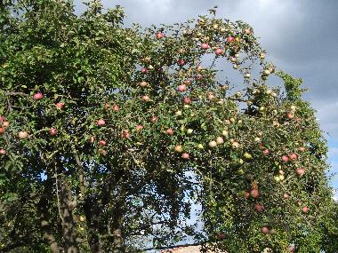 Ferienwohnung in Gallin-Kuppentin (Mecklenburgische Seenplatte) oder Ferienwohnung oder Ferienhaus