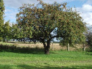 Ferienwohnung in Gallin-Kuppentin (Mecklenburgische Seenplatte) oder Ferienwohnung oder Ferienhaus