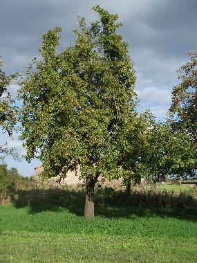 Ferienwohnung in Gallin-Kuppentin (Mecklenburgische Seenplatte) oder Ferienwohnung oder Ferienhaus