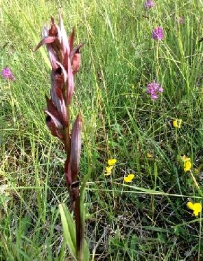Ferienwohnung in chalabre (Aude) oder Ferienwohnung oder Ferienhaus