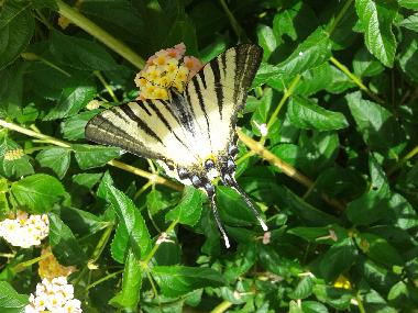 Ferienwohnung in Okrug Gornji (Splitsko-Dalmatinska) oder Ferienwohnung oder Ferienhaus