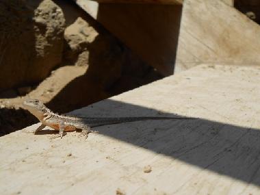 Ferienhaus in Mancora (Piura) oder Ferienwohnung oder Ferienhaus