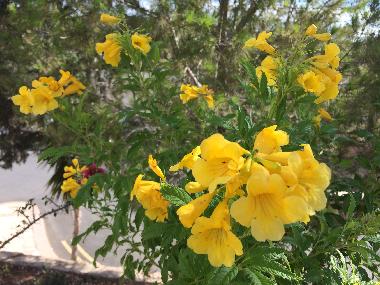 Ferienhaus in Ha Potami-Kouklia (Paphos) oder Ferienwohnung oder Ferienhaus