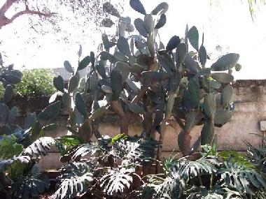 Ferienhaus in Siracuse (Siracusa) oder Ferienwohnung oder Ferienhaus