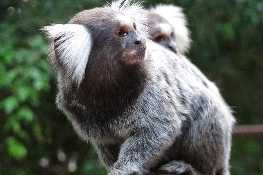 Villa in Pipa (Rio Grande do Norte) oder Ferienwohnung oder Ferienhaus