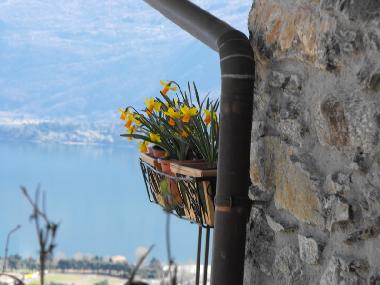 Ferienwohnung in  Gravedona ed Uniti (Como) oder Ferienwohnung oder Ferienhaus