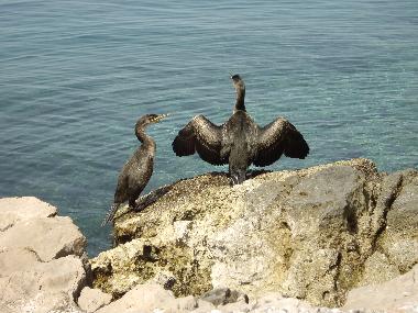 Pension in Ostro (Primorsko-Goranska) oder Ferienwohnung oder Ferienhaus