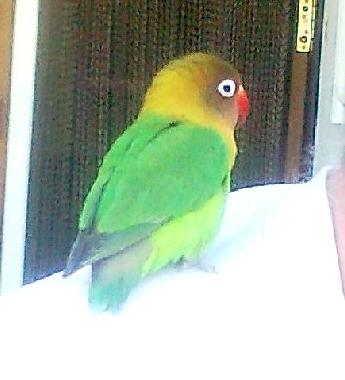 Villa in Jacarilla (Alicante / Alacant) oder Ferienwohnung oder Ferienhaus