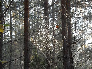 Ferienhaus in Valdemarsvik (�sterg�tland) oder Ferienwohnung oder Ferienhaus