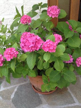 Ferienwohnung in Lugano (Lugano) oder Ferienwohnung oder Ferienhaus