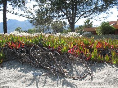 Ferienwohnung in Moriani-Plage (Haute-Corse) oder Ferienwohnung oder Ferienhaus