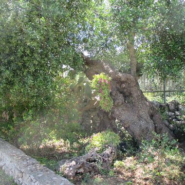 Villa in Porto Cesareo (Lecce) oder Ferienwohnung oder Ferienhaus