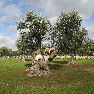 Villa in Porto Cesareo (Lecce) oder Ferienwohnung oder Ferienhaus