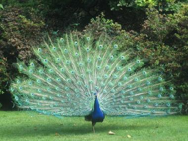 Villa in Porto Cesareo (Lecce) oder Ferienwohnung oder Ferienhaus