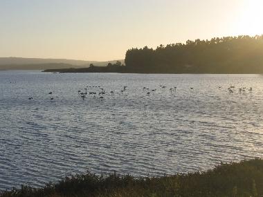 Ferienwohnung in Foz do Arelho (Oeste) oder Ferienwohnung oder Ferienhaus