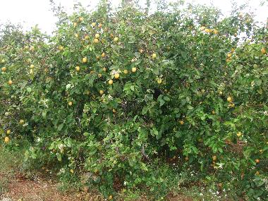 Ferienwohnung in BENICARLO (Castell�n / Castell�) oder Ferienwohnung oder Ferienhaus