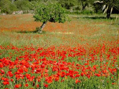 Frhsommer auf der FincaOase-Can Negre in Son Massia auf Mallorca