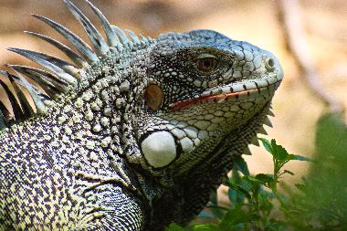 Ferienhaus in fontein (Curacao) oder Ferienwohnung oder Ferienhaus