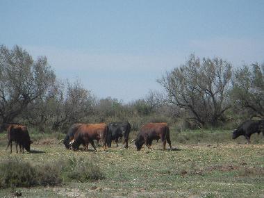 in der Camargue