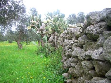 Villa in tricase (Lecce) oder Ferienwohnung oder Ferienhaus