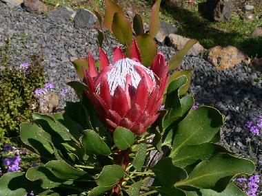 bl�hende tropische Protea