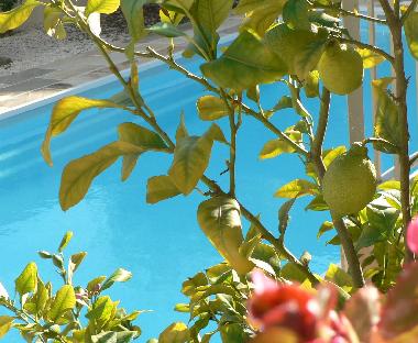 Villa in Marseillan (H�rault) oder Ferienwohnung oder Ferienhaus