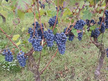 Ferienwohnung in MOASCA (Asti) oder Ferienwohnung oder Ferienhaus