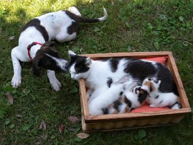 Ferienwohnung in MOASCA (Asti) oder Ferienwohnung oder Ferienhaus