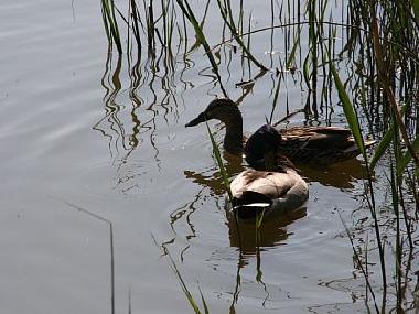 Natur im Park