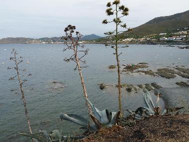 Ferienwohnung in Llanca (Girona) oder Ferienwohnung oder Ferienhaus