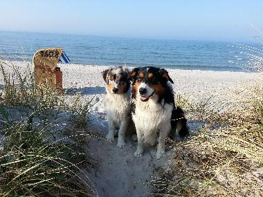 Hunde geniessen Sonne und Mehr
