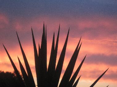 Abendhimmel ber der FincaOase-Can Negre in Son Macia-Mallorca