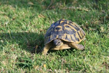 Landschildkrte auf der FincaOase-Can Negre in Son Macia