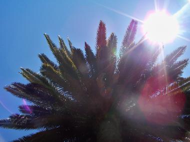 In Ligurien gibt es viele K�nigspalmen