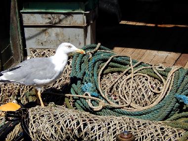 Ferienwohnung in Novigrad (Istarska) oder Ferienwohnung oder Ferienhaus