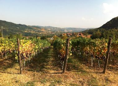 Eigener Merlot & Syrah Weinberg
