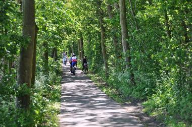 Wald in der N�he von Zoutelande. Rad- und Wanderwegen